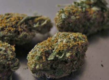 Buying Weed Online – 3 Types of Weed Strains to Go For