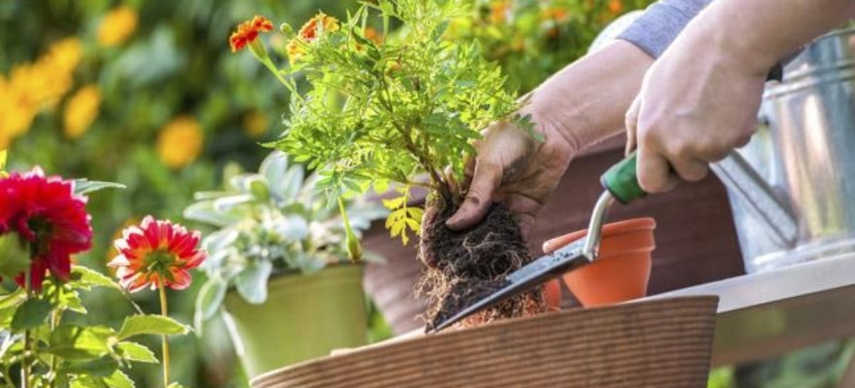 6 Ways to Keep Your Home Horticulture Healthy
