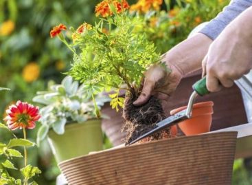 6 Ways to Keep Your Home Horticulture Healthy