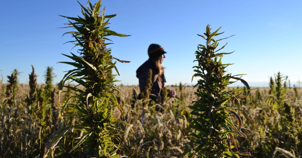 Industrial Hemp – The Crop for the Future