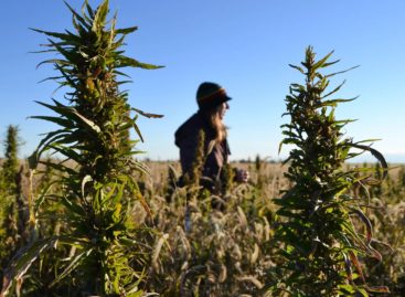Industrial Hemp – The Crop for the Future