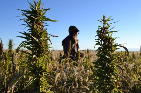 Industrial Hemp – The Crop for the Future