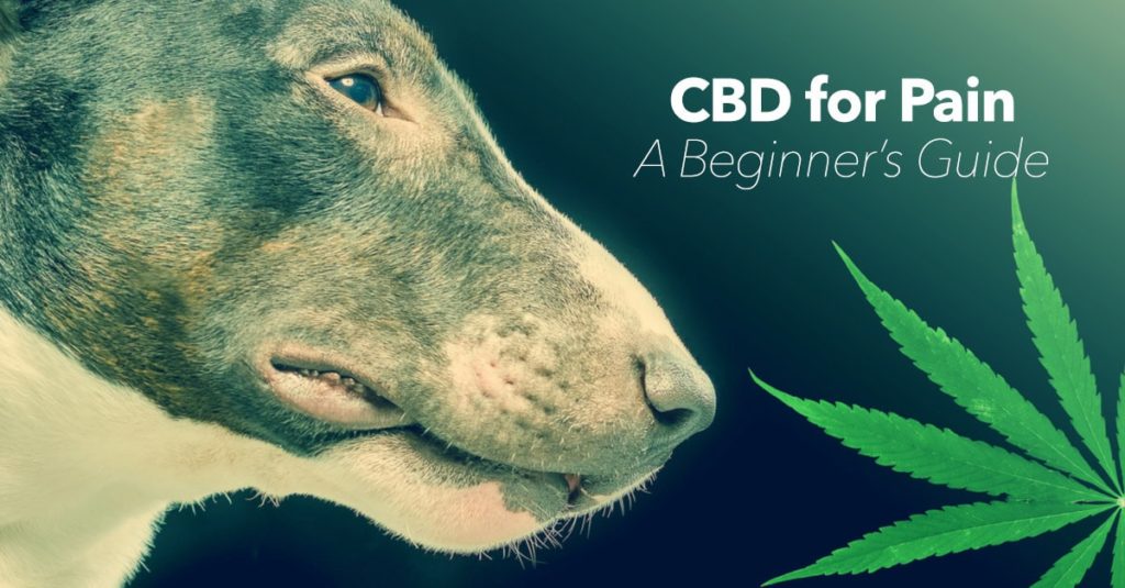 A Guide to Giving Hemp CBD to Dogs