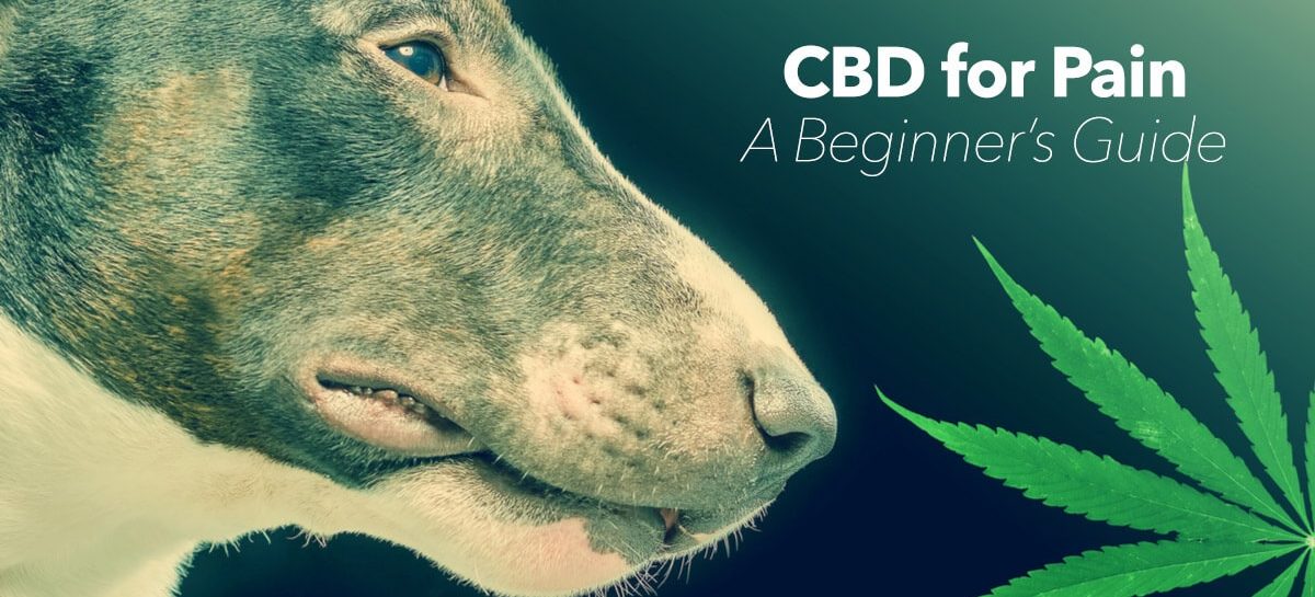 A Guide to Giving Hemp CBD to Dogs