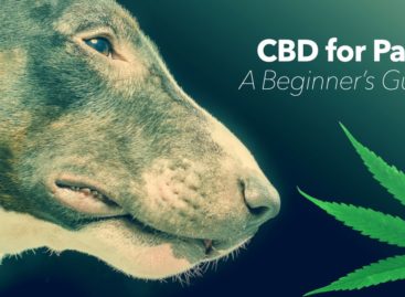 A Guide to Giving Hemp CBD to Dogs
