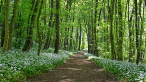Forest Bathing Studies