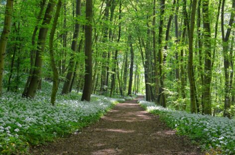 Forest Bathing Studies: Why You Must Start Soon!