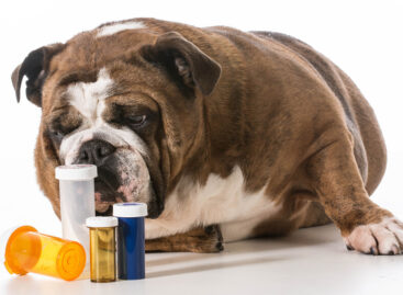 The role of veterinarians in prescribing and administering pet medications in Canada