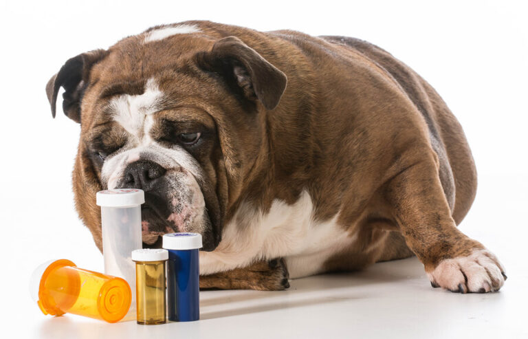 The role of veterinarians in prescribing and administering pet medications in Canada